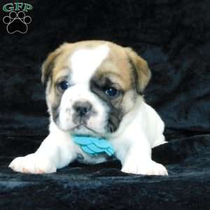Buster, Miniature Bulldog Puppy
